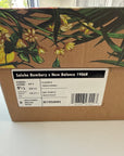 NEW BALANCE 1906R SALEHE BEMBURY HEAT BE HOT MAGMA - SIZE 9.5 (WORN) - SUPER CLEAN